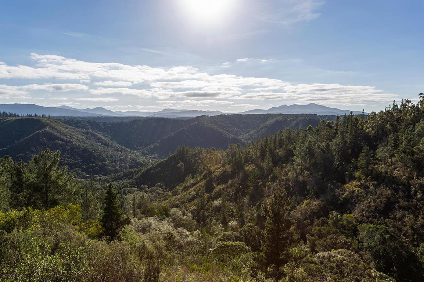 Forest Valley Cottages Книсна Екстер'єр фото